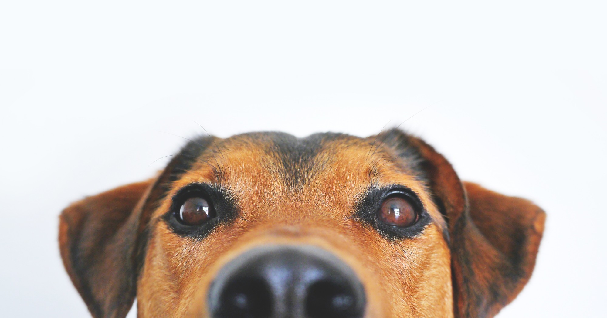 What Does It Mean When a Dog'S Nose is Dry  : Understanding Canine Health